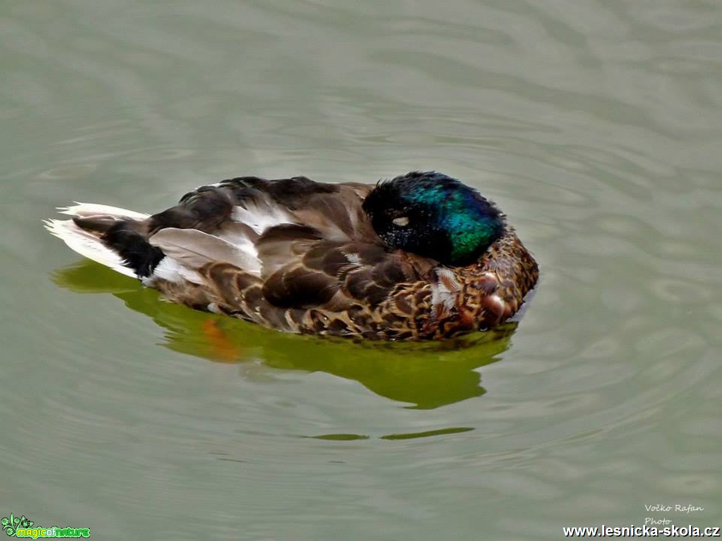 Siesta - Foto Jiří Havel