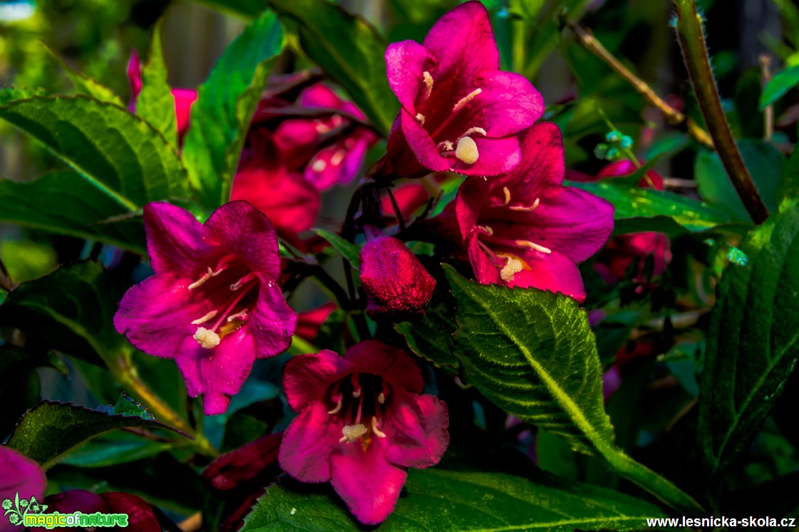 Vajgelie květnatá -  Weigela florida - Foto David Hlinka (2)