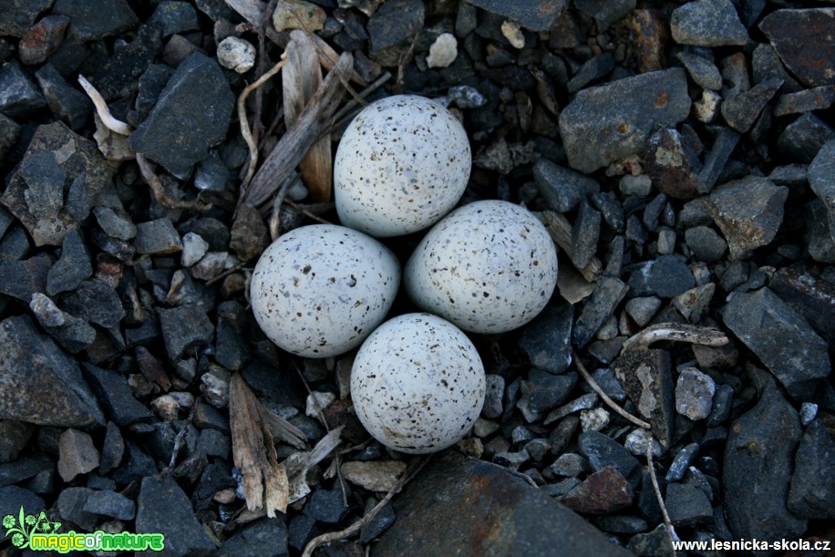 Kulík říční - Charadrius dubius - hnízdo - Foto Gerd Ritschel (6)