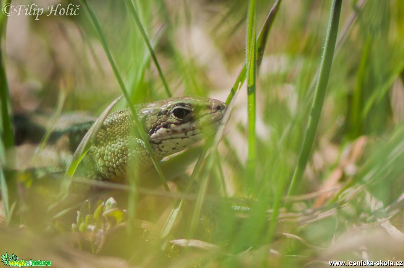 Ještěrka obecná - Lacerta agilis - sameček - Foto Filip Holič (2)