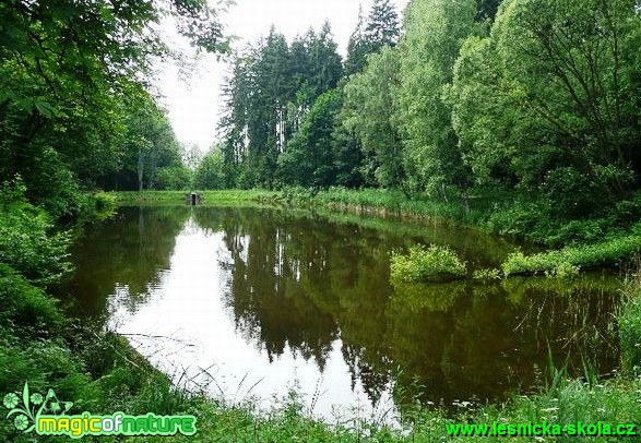 Rybník u Čes. Kamenice - Foto Miloš Plánský