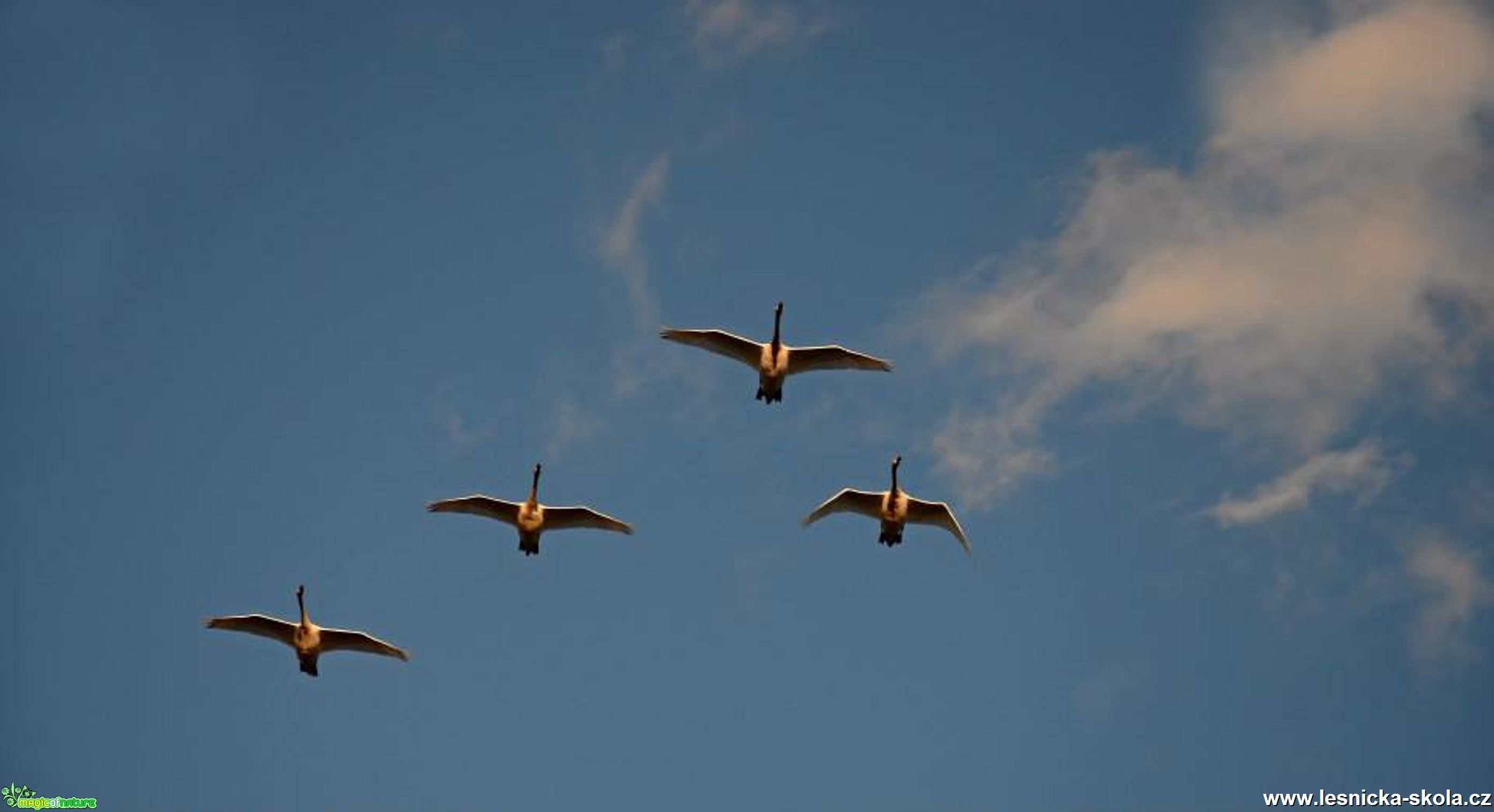 Labutě v letu - Foto Marie Vykydalová (1)