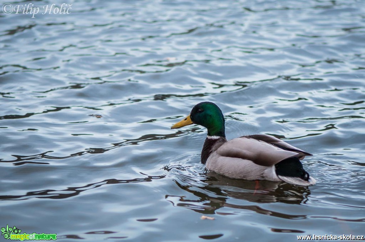 Kachna divoká na Sohlandském rybníku - Anas platyrhynchos - Foto Filip Holič