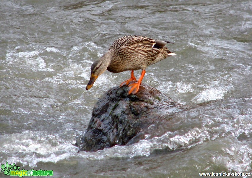 Kachna divoká - Anas platyrhynchos - Foto Miloslav Míšek (1)