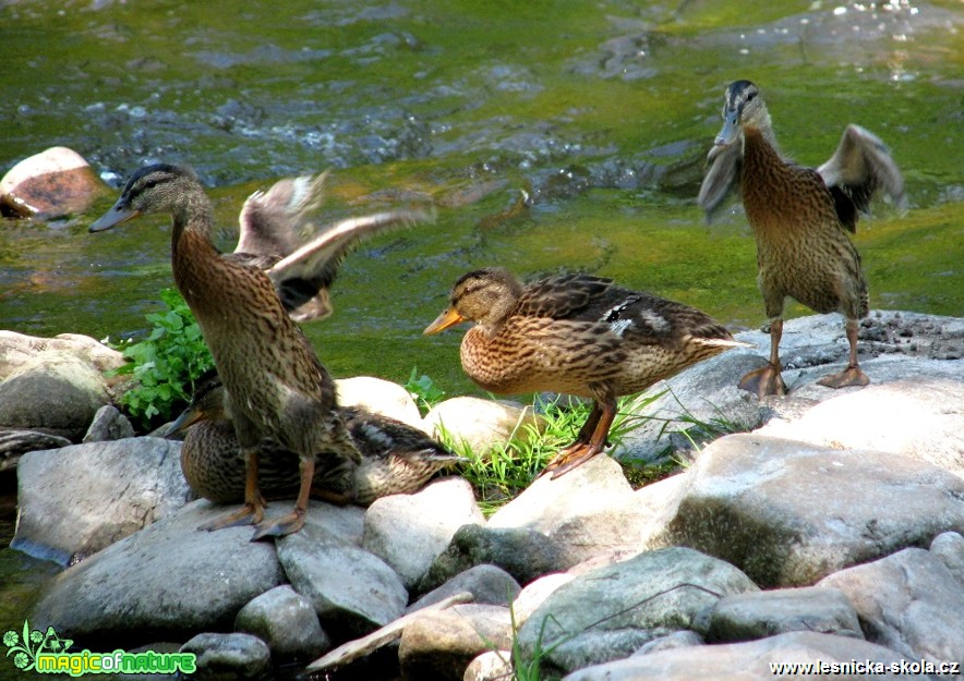 Kachna divoká - Anas platyrhynchos - Foto Miloslav Míšek (2)