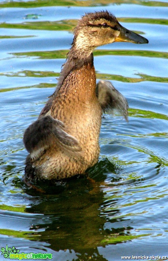 Kachna divoká - Anas platyrhynchos - Foto Miloslav Míšek (4)