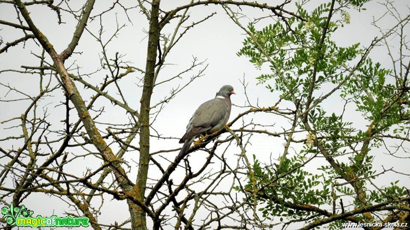 Holub hřivnáč - Columba palumbus - Foto Rasťo Salčík (3)