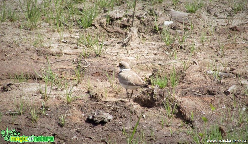 Kulík říční - Charadrius dubius - Foto Rasťo Salčík