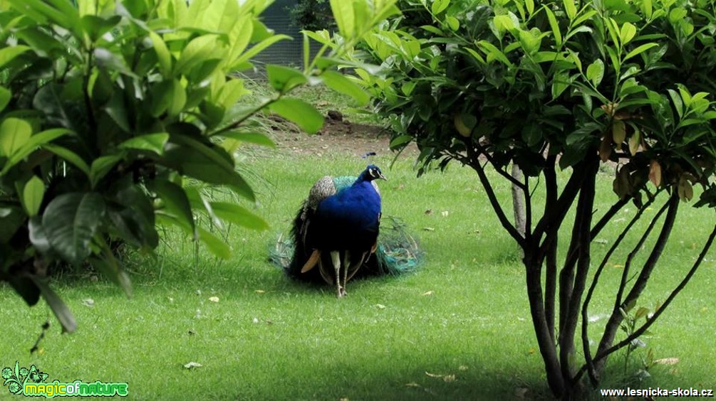 Páv korunkatý - Pavo cristatus - Foto Rasťo Salčík (1)