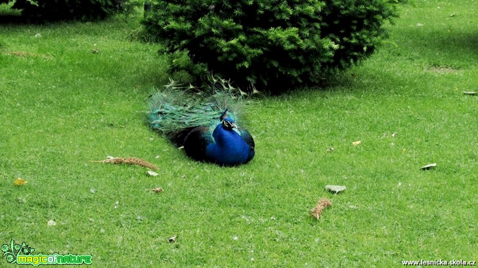 Páv korunkatý - Pavo cristatus - Foto Rasťo Salčík (2)