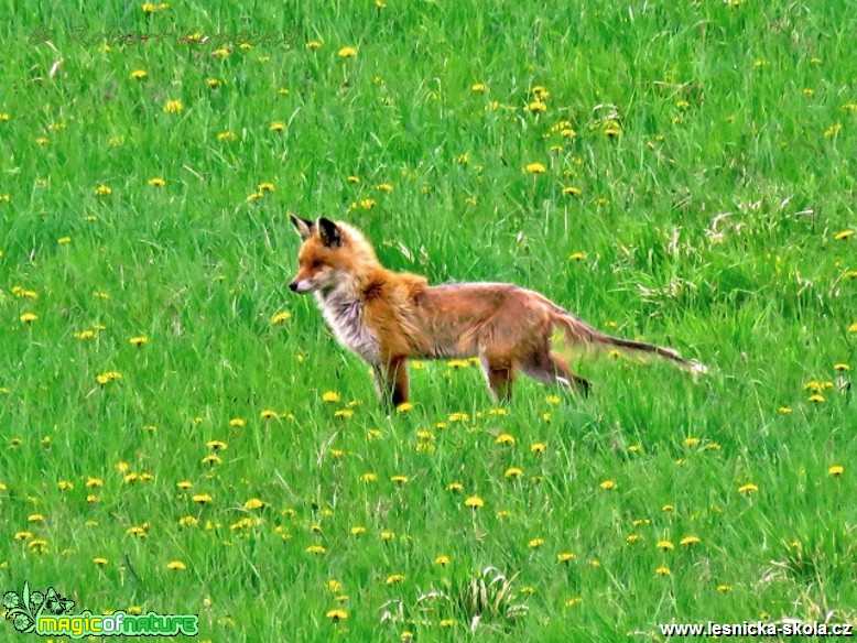 Liška obecná - Vulpes vulpes - postižená prašivinou - Foto Robert Kopecký