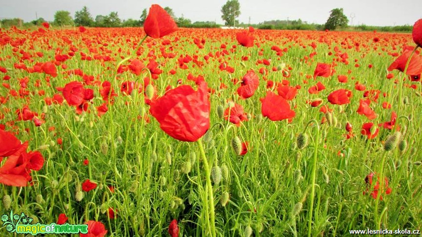 Rozkvetlá louka - Foto Rasťo Salčík