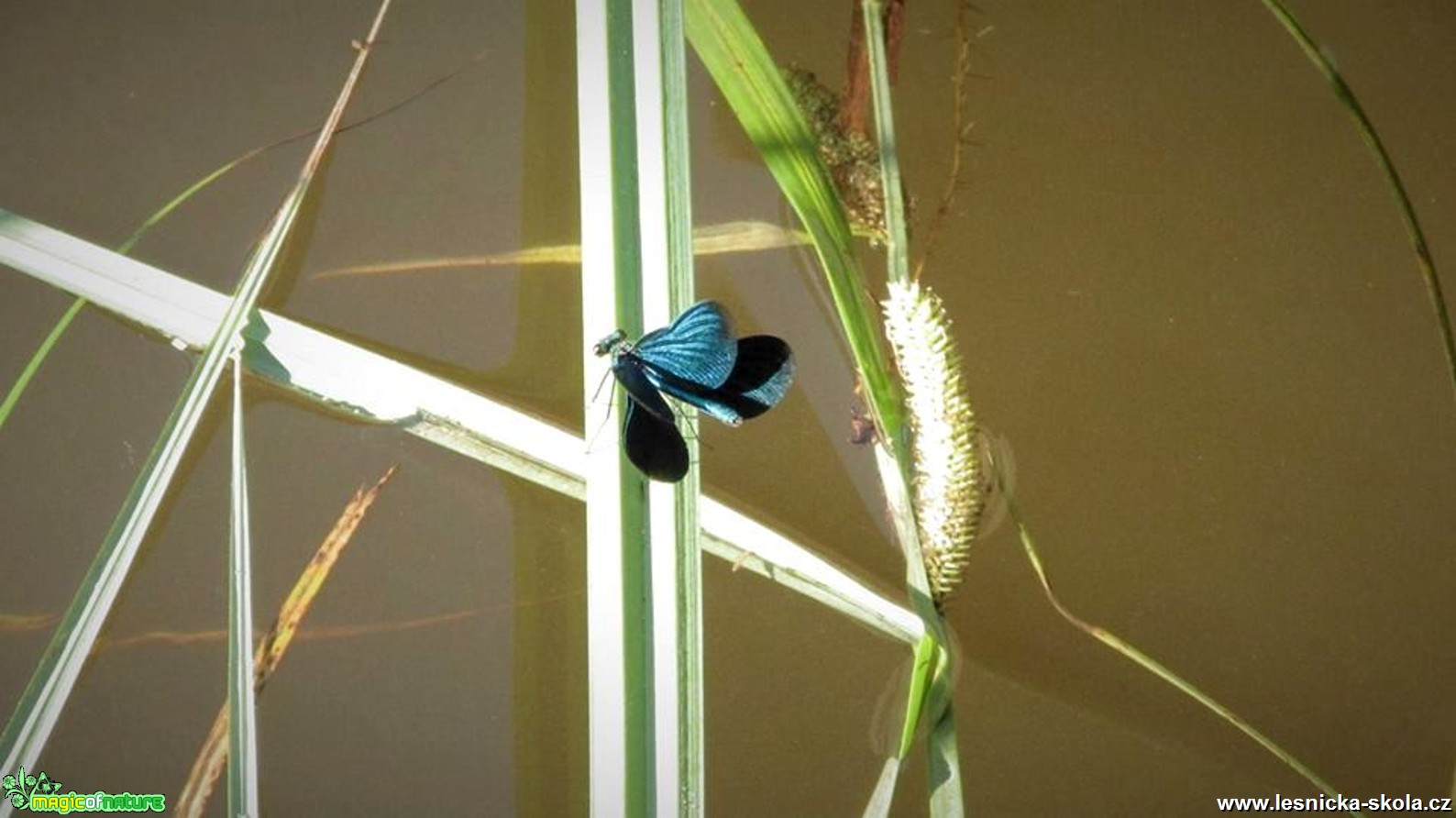 Motýlice lesklá - Calopteryx splendens - Foto Rasťo Salčík (1)