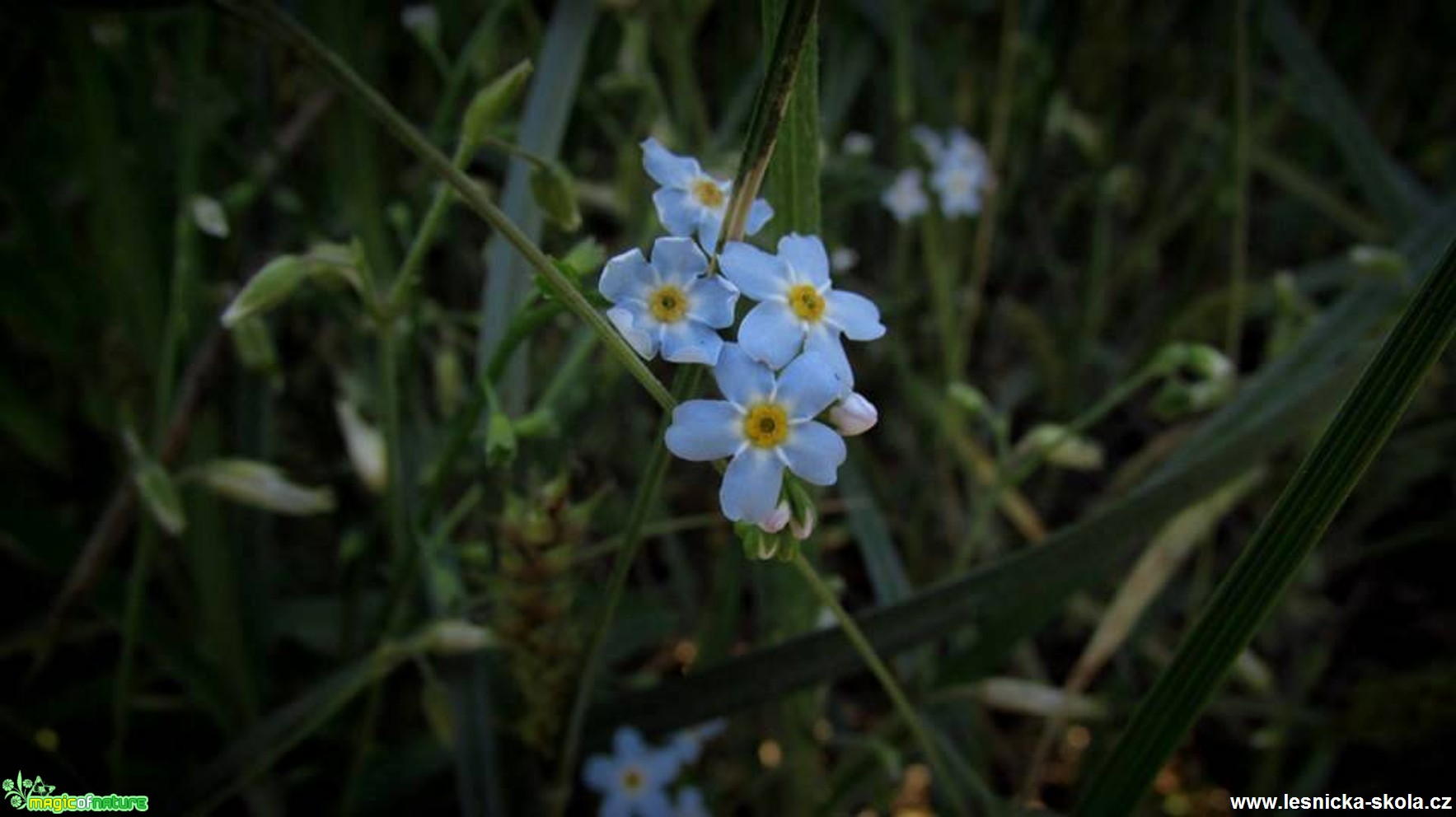 Pomněnka bahenní - Myosotis palustris - Foto Rasťo Salčík