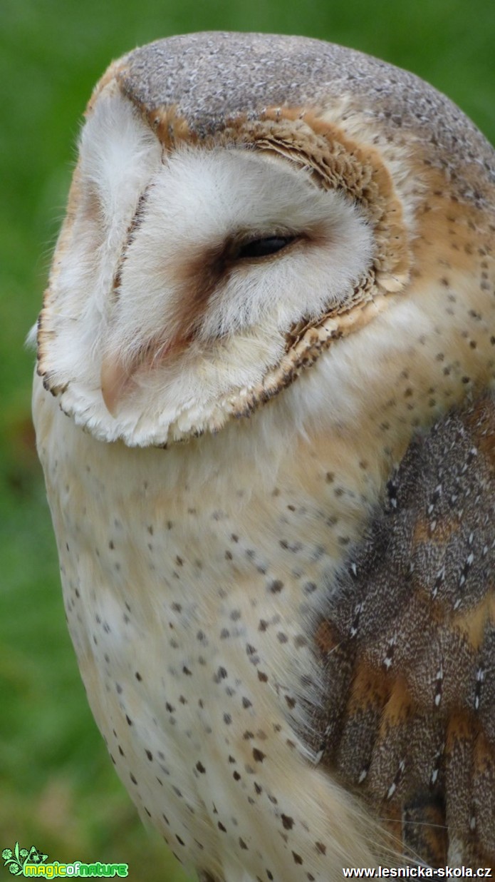 Sova pálená - Tyto alba - Foto Vojtěch Mejsnar