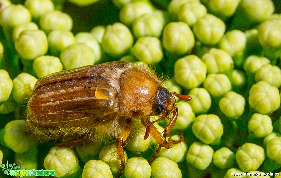 Chroustek letní - Amphimallon solstitiale - Foto Hana Hlinková