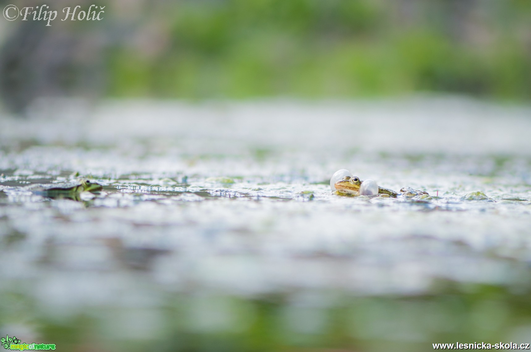 Rezonující skokan - Skokan skřehotavý - Pelophylax ridibundus - Foto Filip Holič