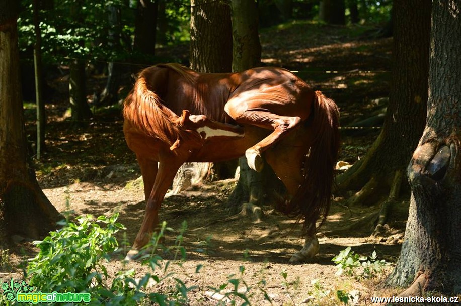 U koní - Foto Michal Vorlíček (3)