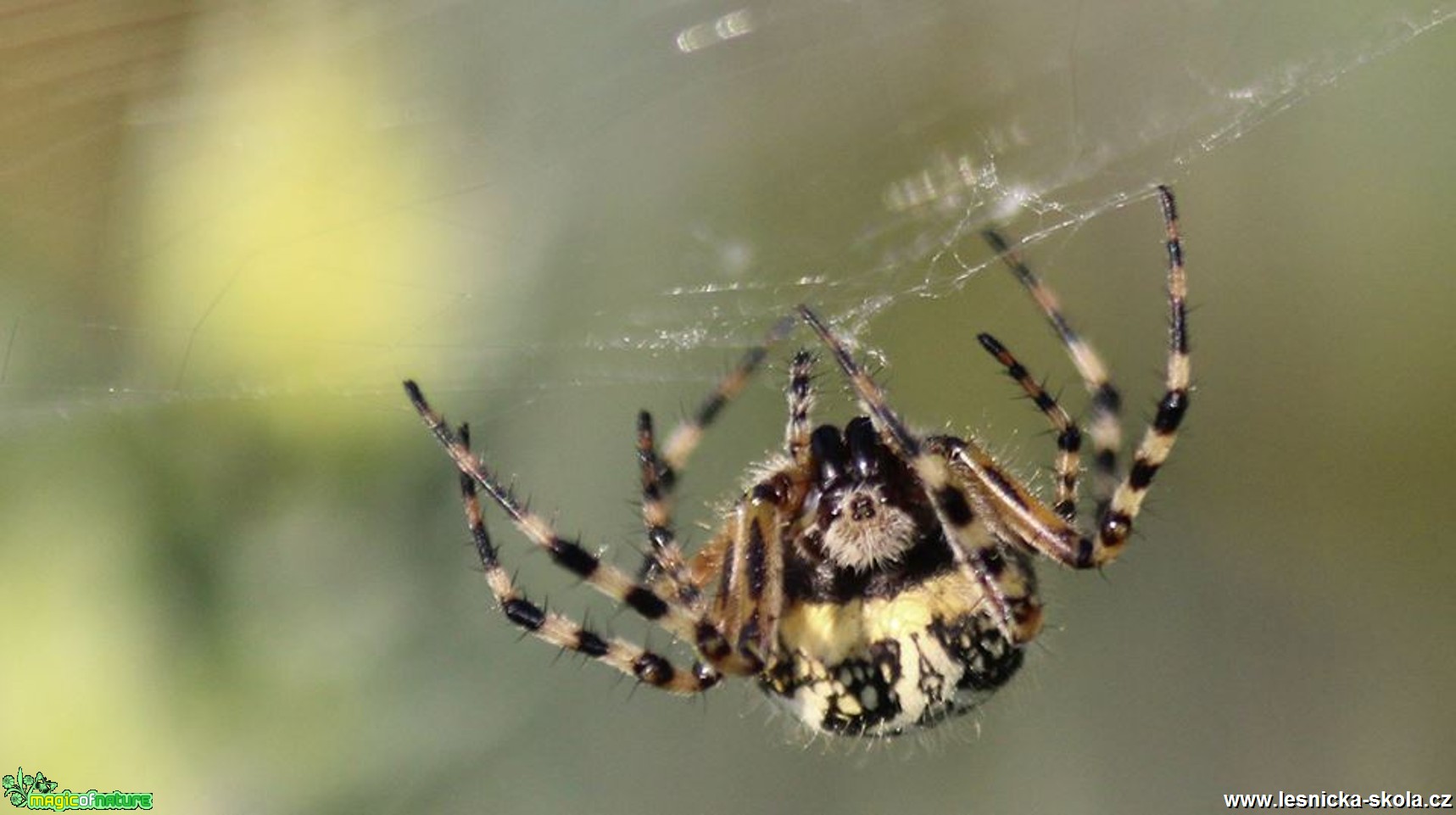 Křižák pruhovaný - Argiope bruennichi - Foto Ladislav Jonák (2)