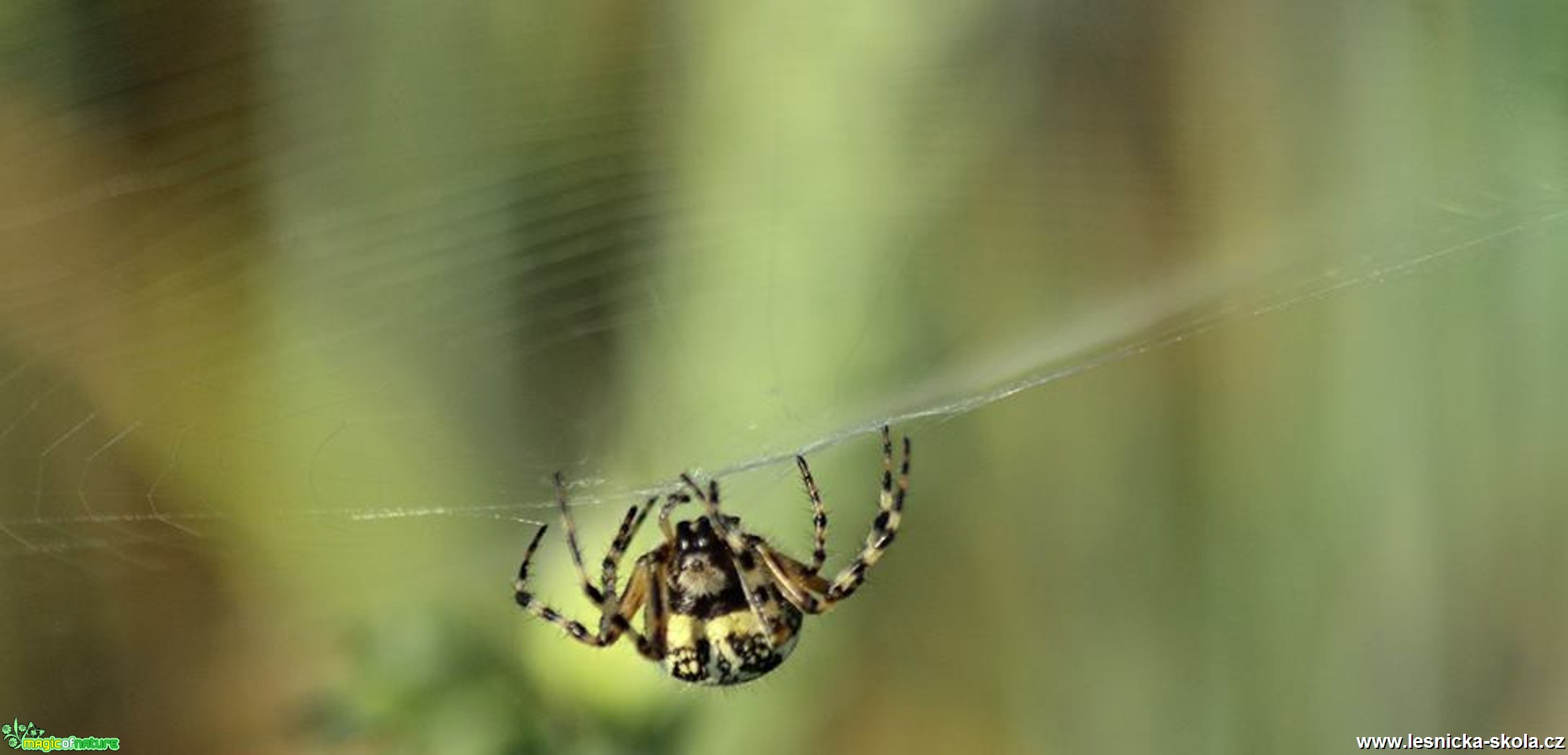 Křižák pruhovaný - Argiope bruennichi - Foto Ladislav Jonák (3)