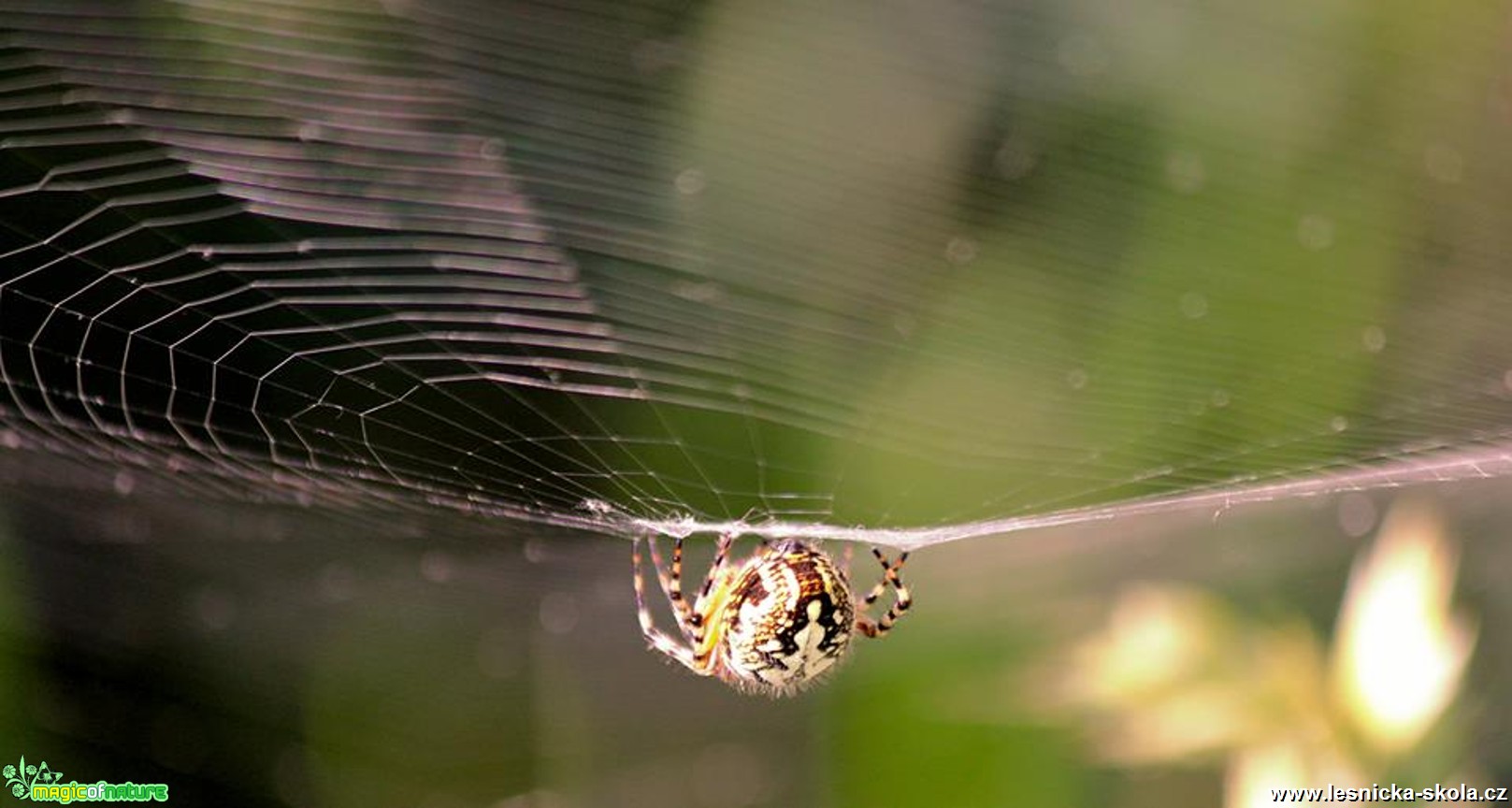 Křižák pruhovaný - Argiope bruennichi - Foto Ladislav Jonák (4)