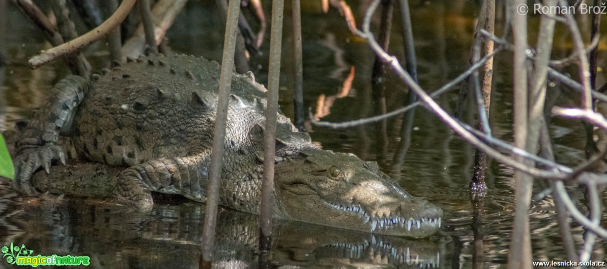 Crocodile z Jamajky  - Foto Roman Brož (1)