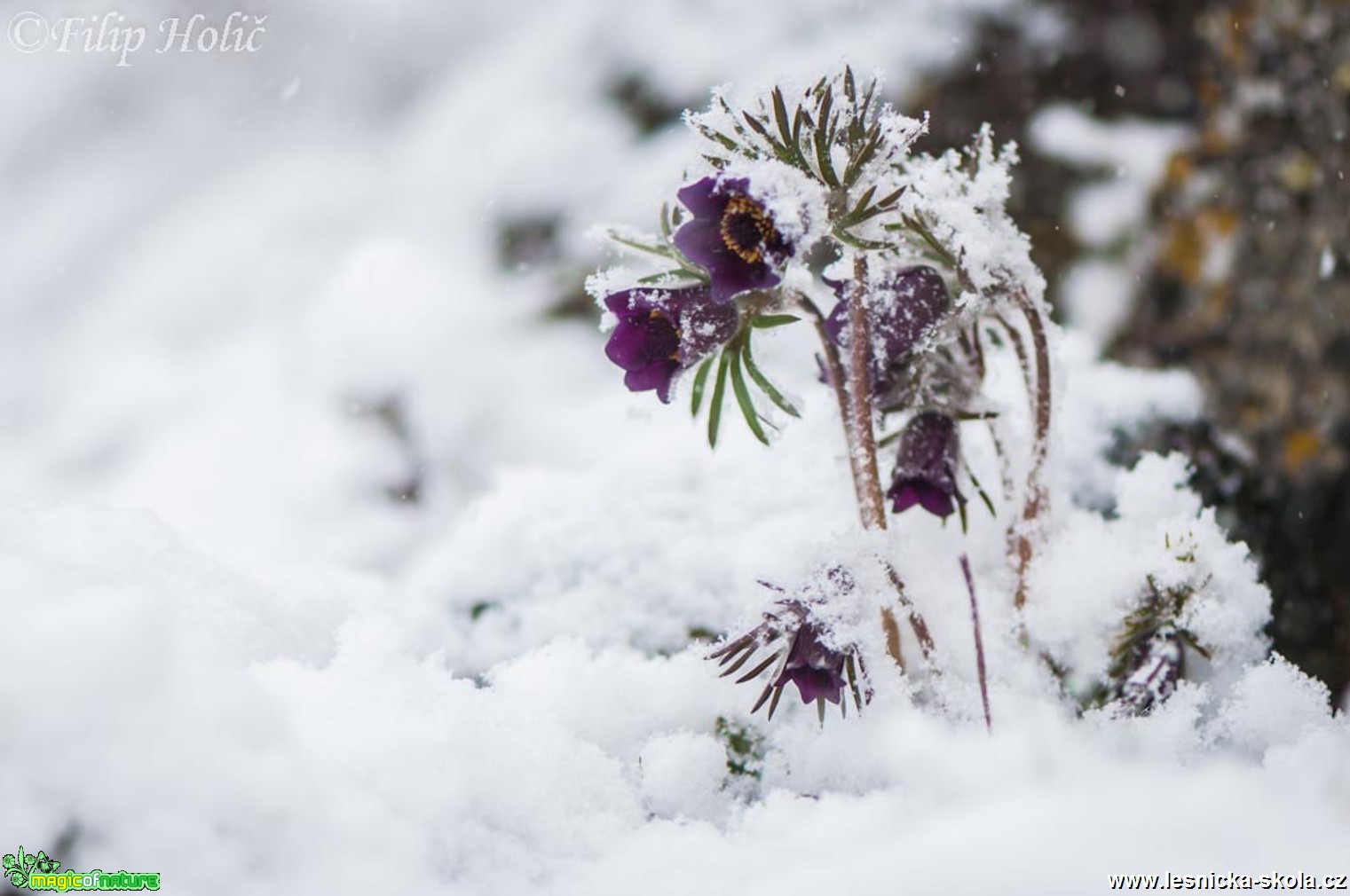 Koniklec luční český - Pusatilla pratensis subsp. bohemica - na PP Hradiště - Foto Filip Holič