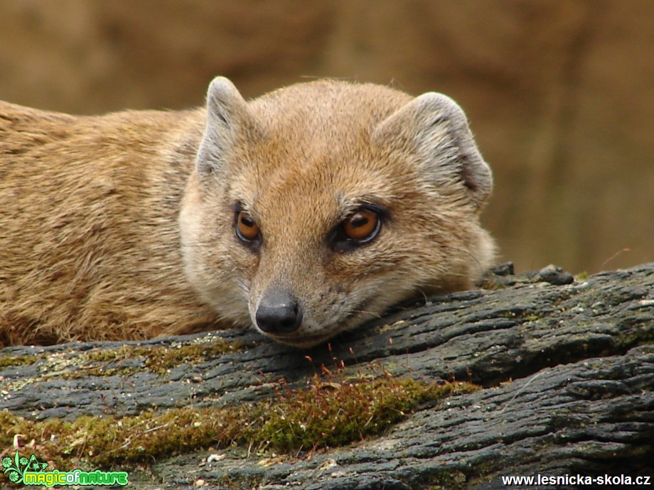 Mangusta liščí - Cyristis penicillata - Foto Martina Šmejkalová (1)