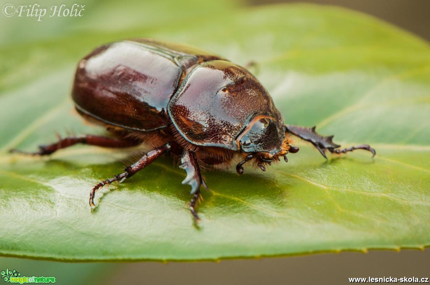 Nosorožík kapucínek - Oryctes nasicornis - samička - Foto Filip Holič