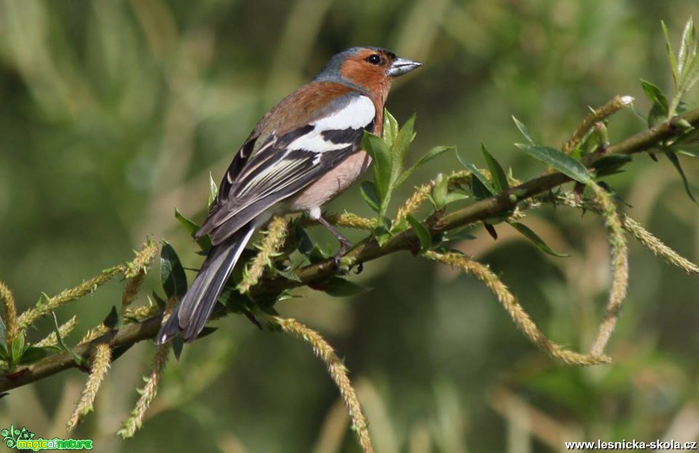 Pěnkava obecná - Fringilla coelebs - Foto Ladislav Jonák (1)