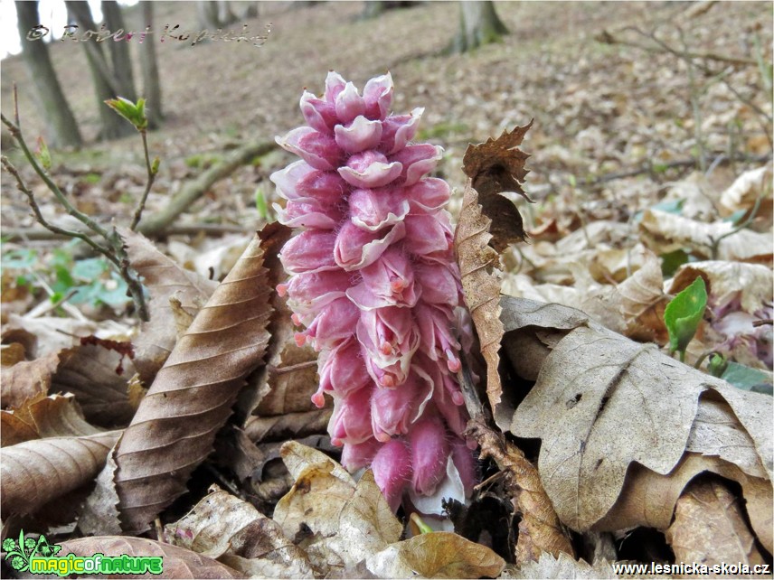 Podbílek šupinatý - Lathraea squamaria - Foto Robert Kopecký