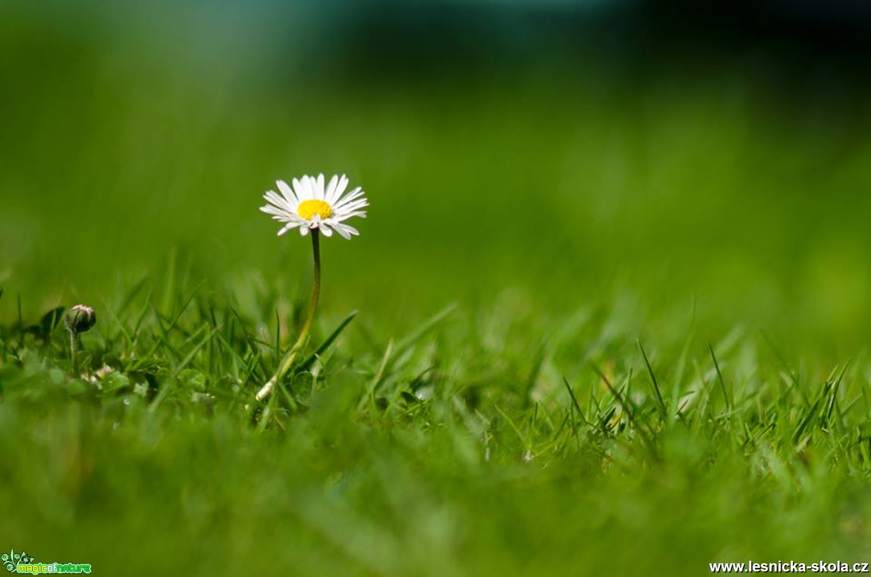 Sedmikráska chudobka - Bellis perennis - Foto Dezider Tocka