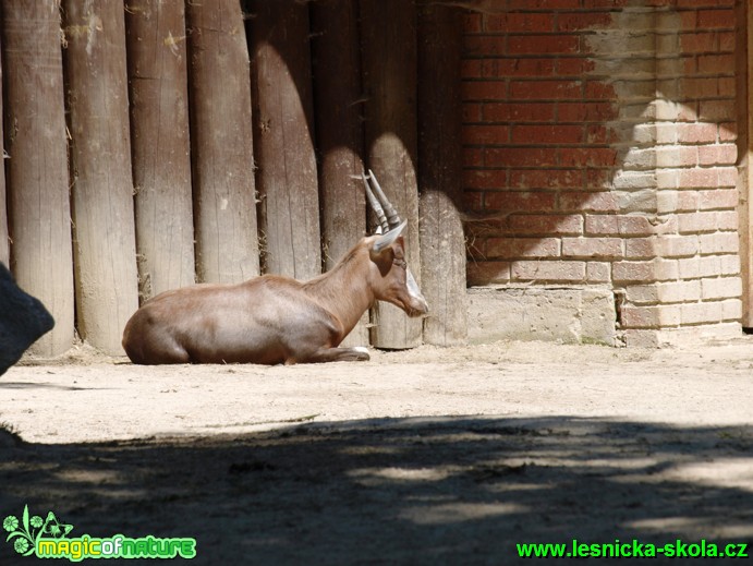 Buvolec běločelý - Damaliscus pygargus phillipsi (1) - Foto David Hlinka