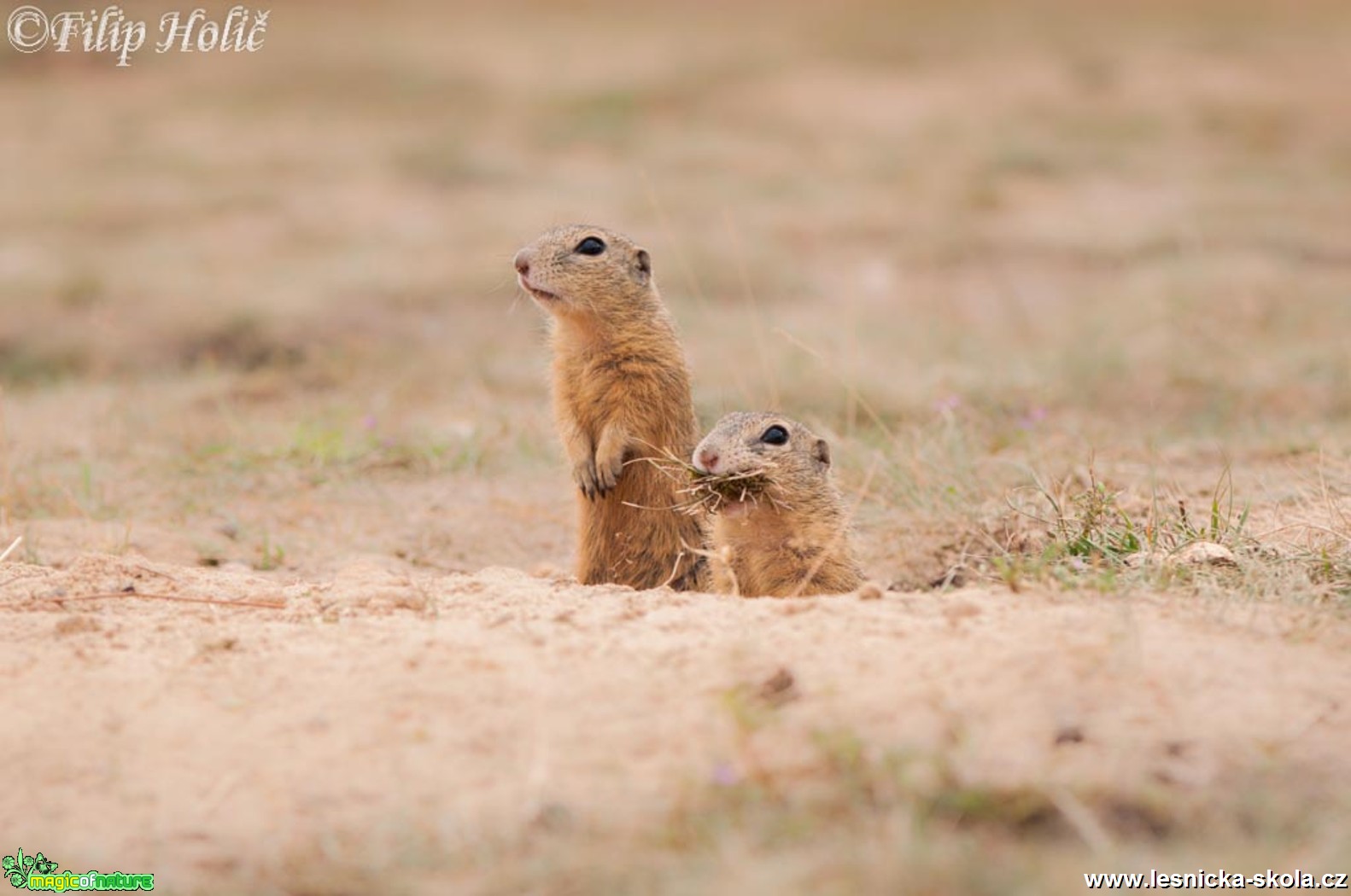 Sysel obecný - Spermophilus citellus - stavební dozor - Foto Filip Holič