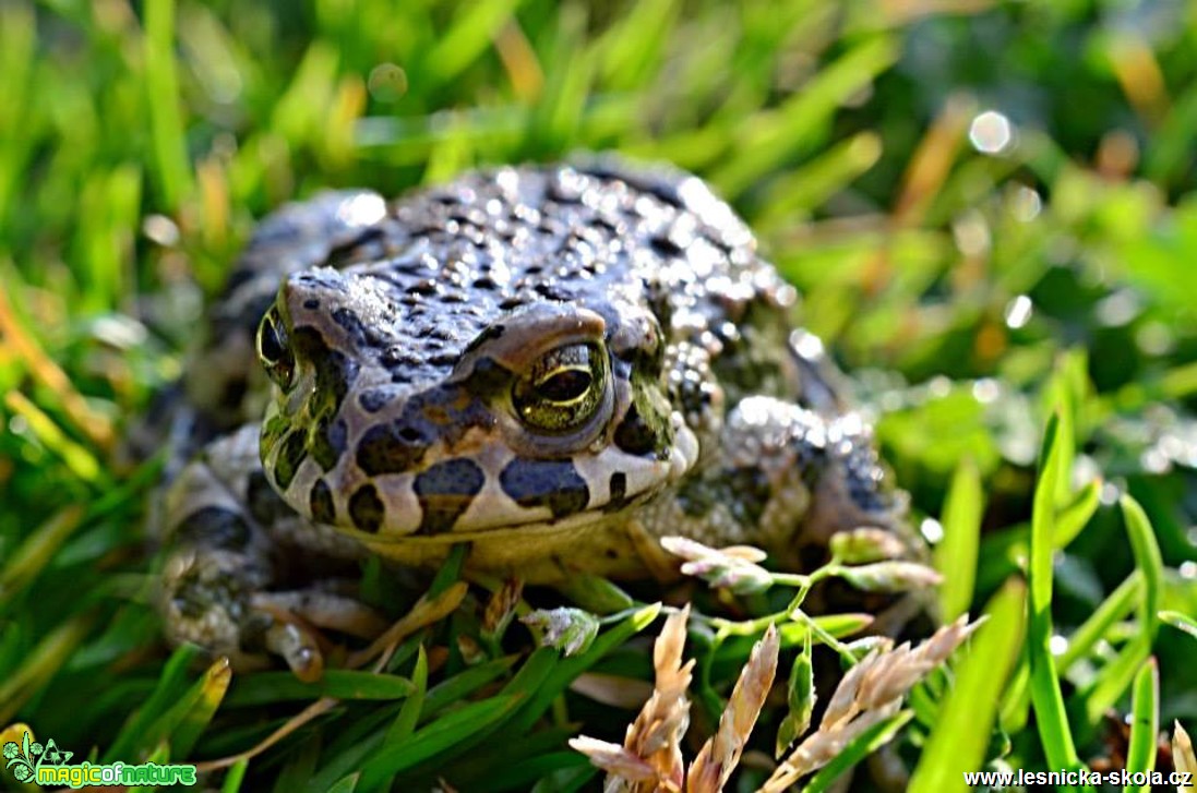 Ropucha zelená - Bufo viridis - Foto Marie Vykydalová (1)