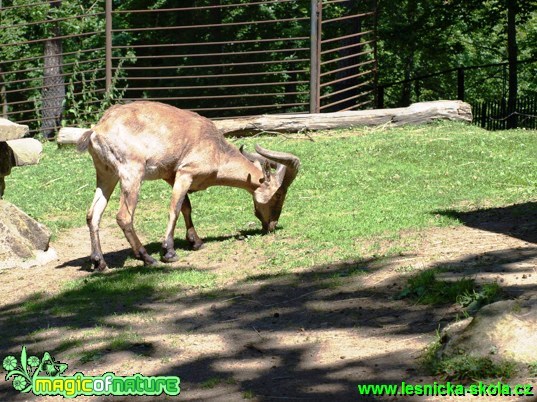 Kozorožec dagestánský - Capra cylindricomis - Foto David Hlinka (3)