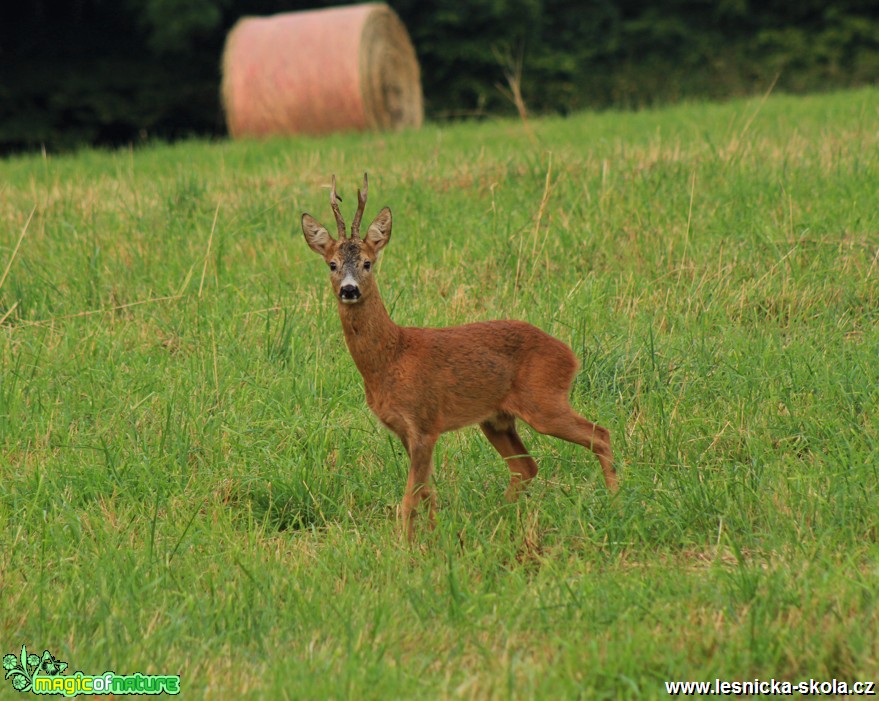 Srnec - Capreolus capreolus - Foto Lukáš Málek