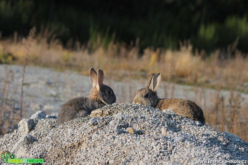 Králík divoký - Oryctolagus cuniculus - Foto František Novotný (2)