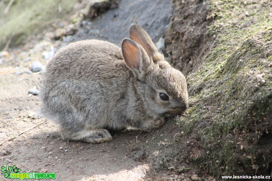 Králík divoký - Oryctolagus cuniculus - Foto František Novotný (4)