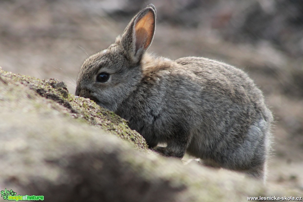 Králík divoký - Oryctolagus cuniculus - Foto František Novotný (5)