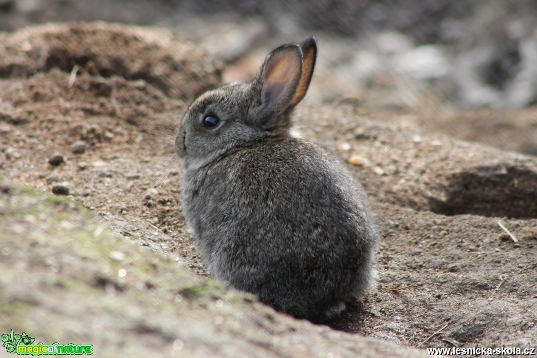 Králík divoký - Oryctolagus cuniculus - Foto František Novotný (6)