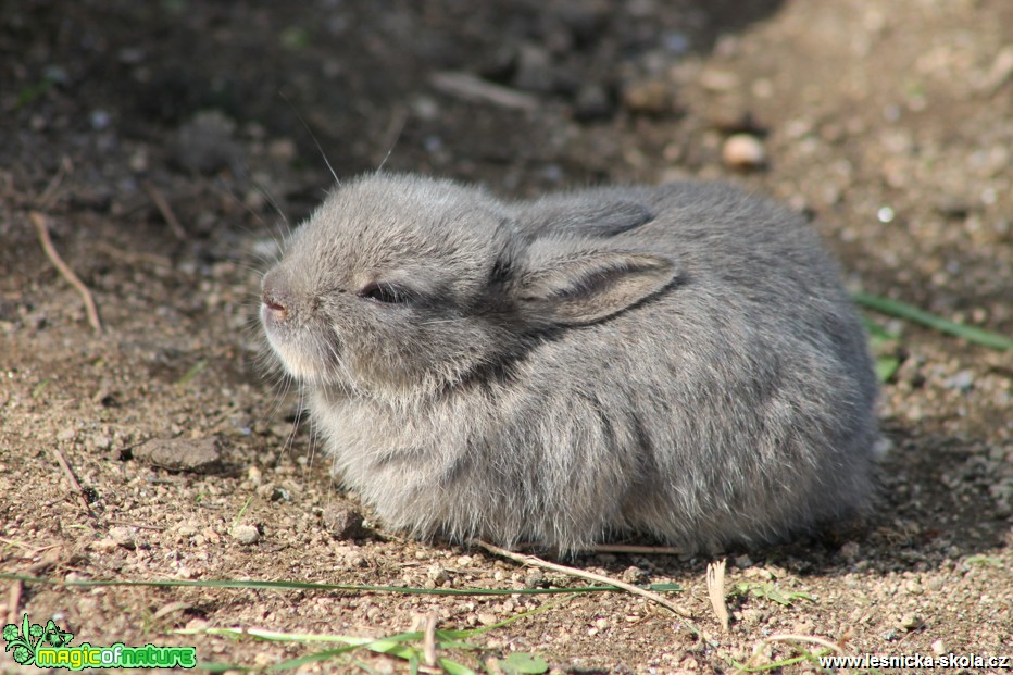 Králík divoký - Oryctolagus cuniculus - Foto František Novotný (8)