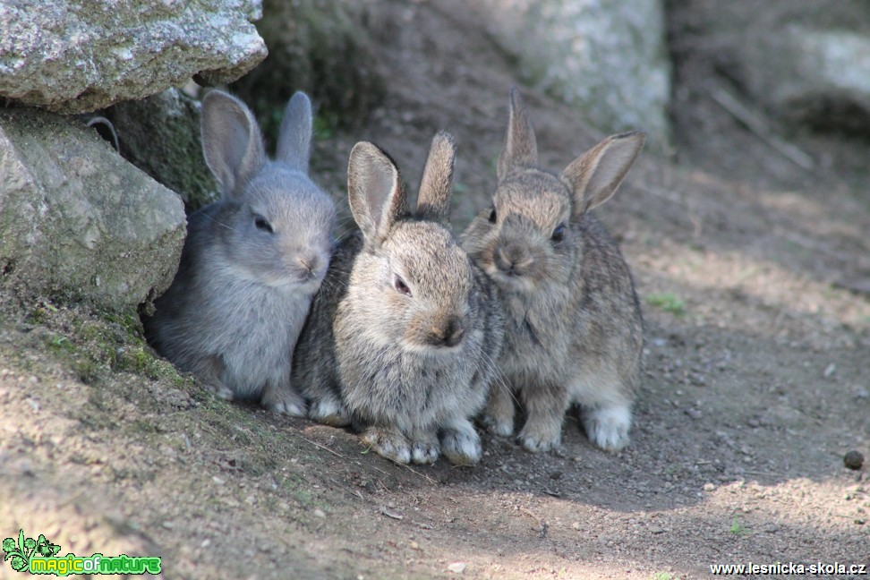 Králík divoký - Oryctolagus cuniculus - Foto František Novotný (9)