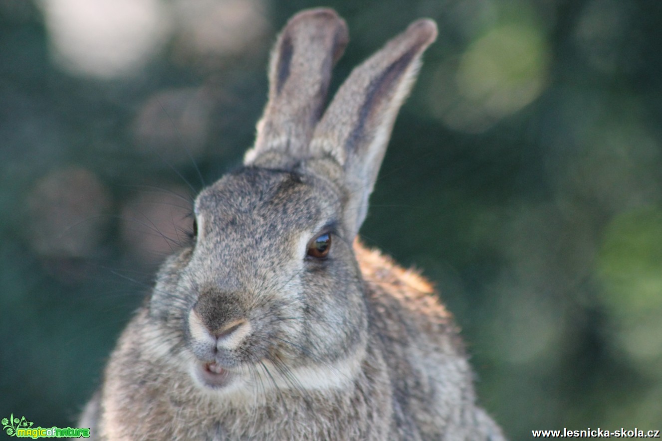 Králík divoký - Oryctolagus cuniculus - Foto František Novotný (10)