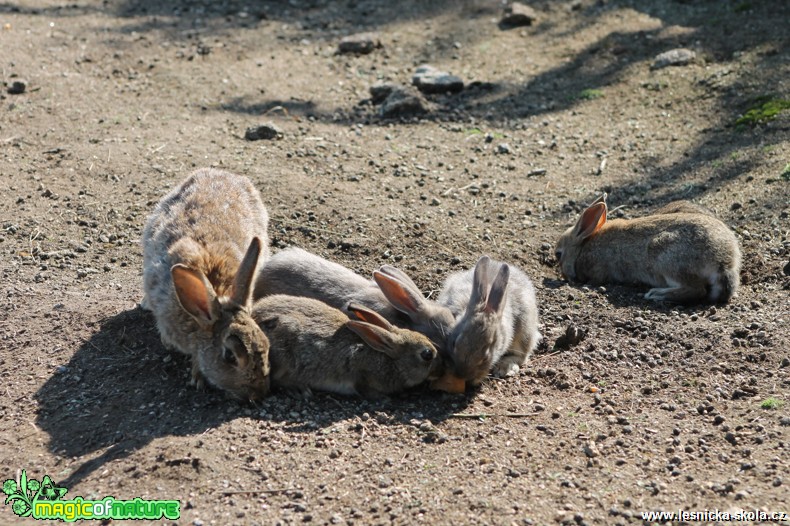 Králík divoký - Oryctolagus cuniculus - Foto František Novotný (11)