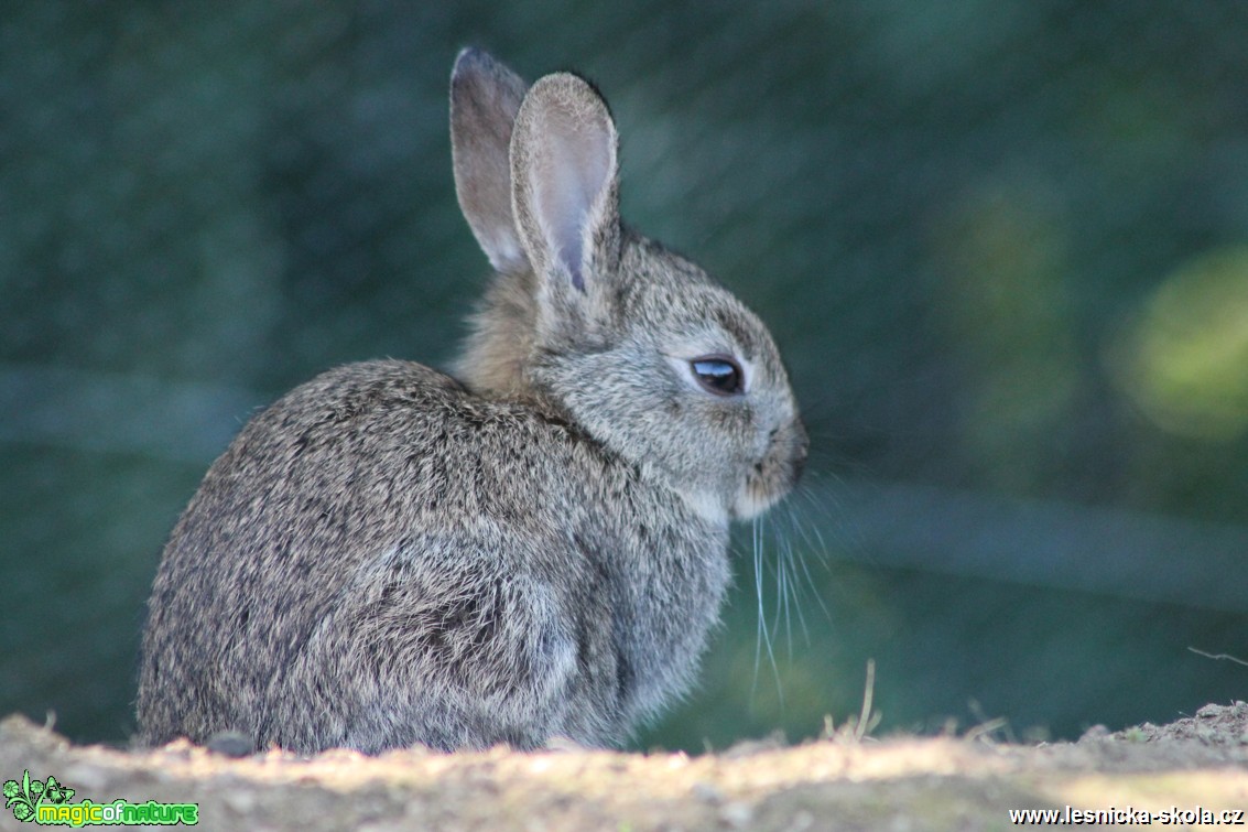 Králík divoký - Oryctolagus cuniculus - Foto František Novotný (12)