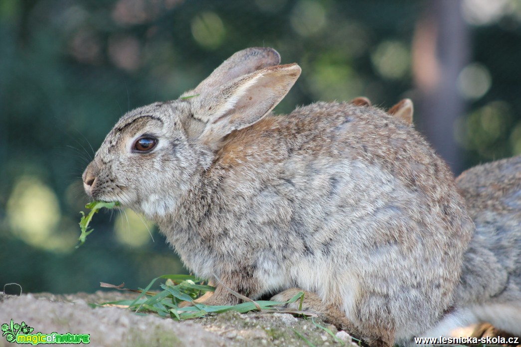 Králík divoký - Oryctolagus cuniculus - Foto František Novotný (13)