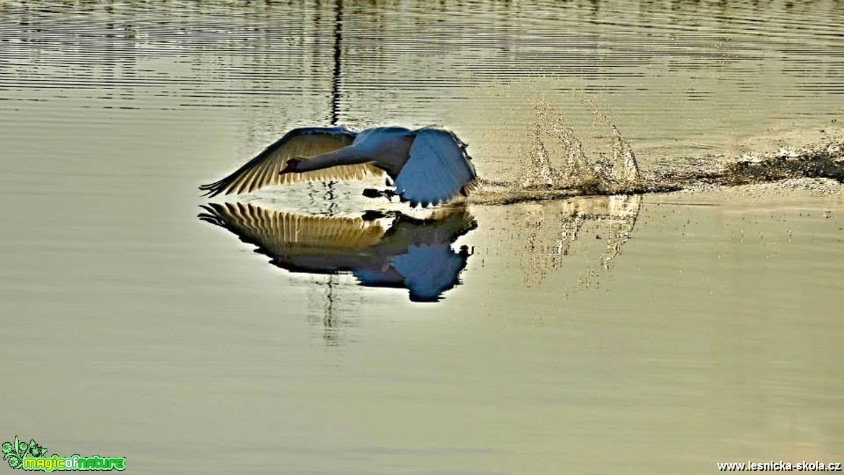 Vzlétající labuť - Foto Marie Vykydalová