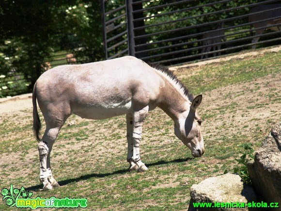 Osel somálský - Equucus africanus somalicus - Foto David Hlinka