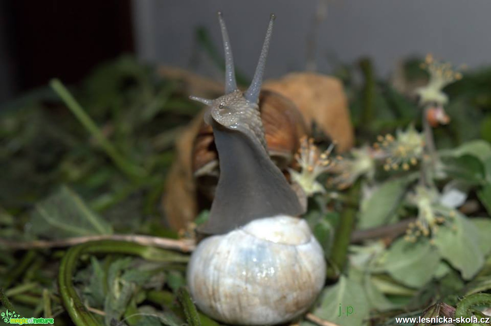 Hlemýžď zahradní - Helix pomatia - Foto Jiří Perlík (2)